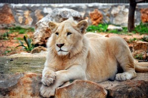 Beautiful Lion cub at paphos zoo