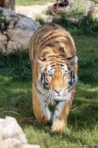 Tiger at paphos zoo 